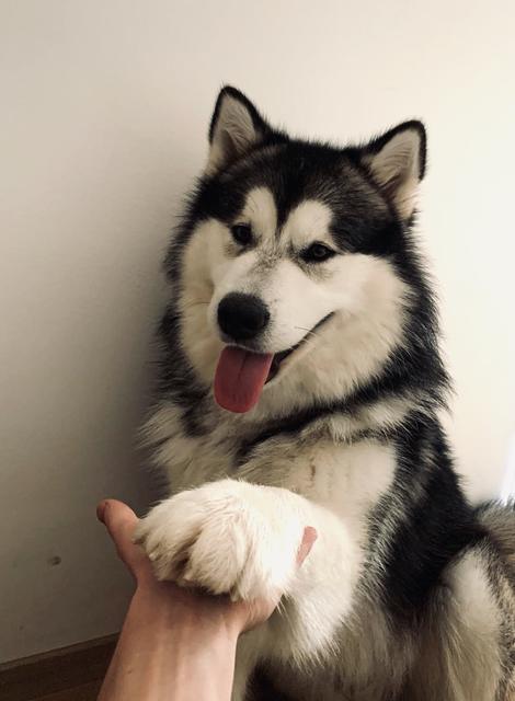 Der 1,5 Jahre alte Alaskan Malamute "Yondu" gibt brav Pfote | Foto: Jennifer Gartlehner