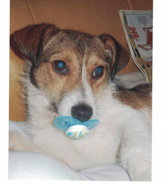 Der kleine Jack Russel Mischling "Funny" liebt seinen Schnuller über alles | Foto: Renate Karner