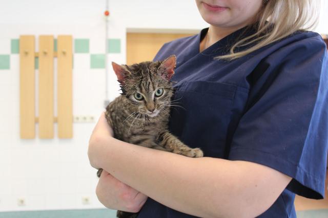 Die junge Katze wurde in der Parkgarage eines großen Möbelhauses in Favoriten entdeckt