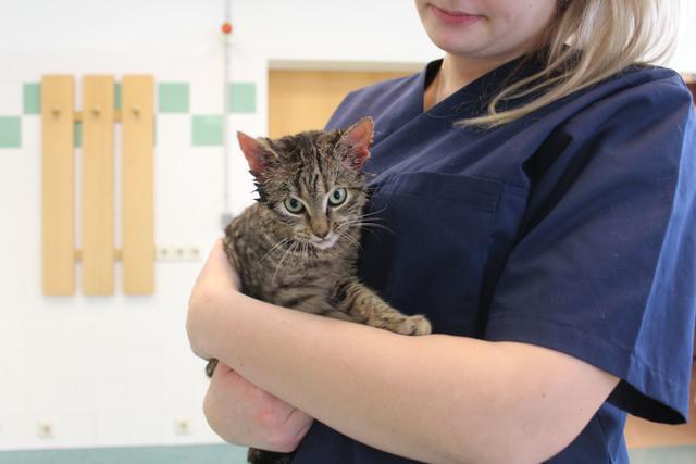 Die junge Katze wurde in der Parkgarage eines großen Möbelhauses in Favoriten entdeckt | Foto: WTV