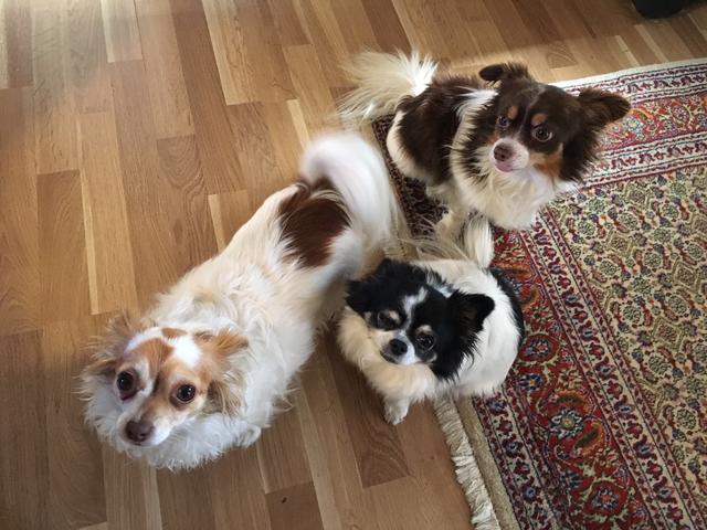 Mädi, Jimmy &amp; Miriam schauen ganz erwartungsvoll | Foto: Susanne Knotzer