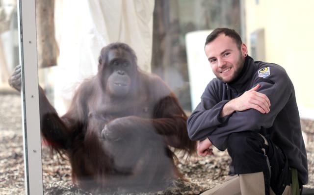 Tierpfleger Sascha Grasinger betreut seit 2012 SOl und die Orang-Utans im Tiergarten Schönbrunn.