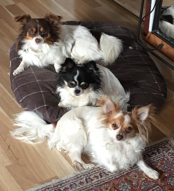 Im Körbchen von Mädi, Jimmy &amp; Miriam ist nicht für alle Platz | Foto: Susanne Knotzer