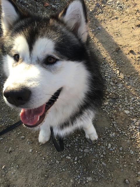 Kuschelbär "Yondu" beim Spazierengehen | Foto: Jennifer Gartlehner