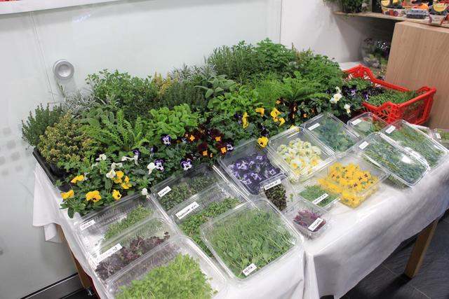 Alle diese Kräuter und Blumen werden von der Firma Kofler selbst angebaut.  | Foto: Hergel