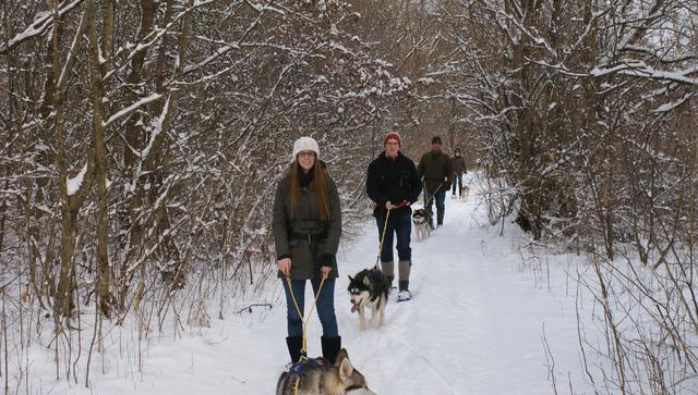 Huskywanderung in Traun: Über einen Bauchgurt stehen man direkter Verbindung zu Ihrem Schlittenhund.