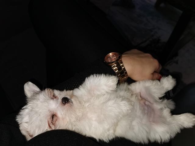 Lilo ist das Süßeste, das ihrem Herrchen &amp; Frauchen passiert ist. | Foto: Angelika Kovacevic