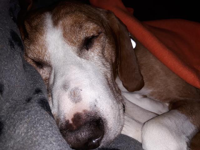 Der 10 Jahre alte "Sir Henry" bei einem verdienten Schläfchen | Foto: Sonja Walter