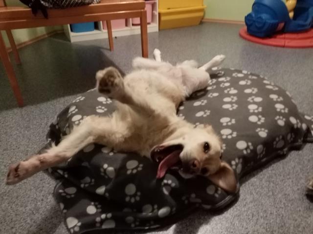 Die 6 Jahre alte Golden Retriever Hündin beim Relaxen | Foto: Gabriele Zieserl