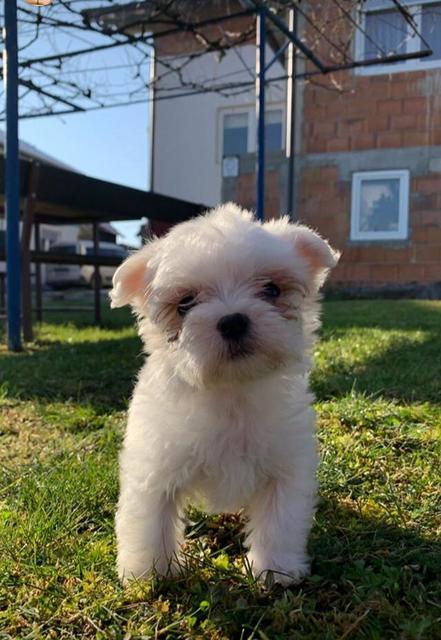 Der kleine Sonnenschein "Lilo" | Foto: Angelika Kovacevic