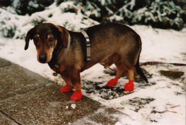 Damit Seppi im Winter keine wunden Pfoten bekommt trägt er seine schicken roten Patscherl. Die ihm nicht nur vor dem Salz schützen, sondern auch noch ausgesprochen gut stehen | Foto: Monika Höller