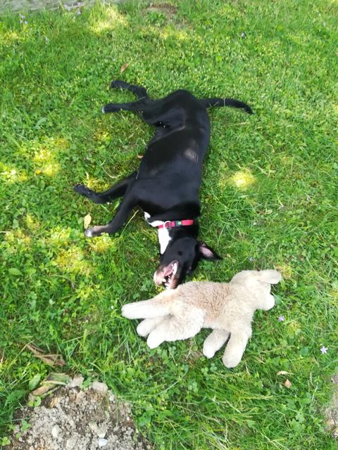 Kira ganz verspielt | Foto: Martina Wallner