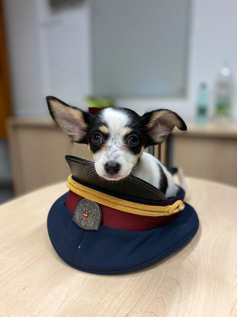 Der kleine Welpe fühlt sich in der Dienstmütze pudelwohl. | Foto: LPD Wien