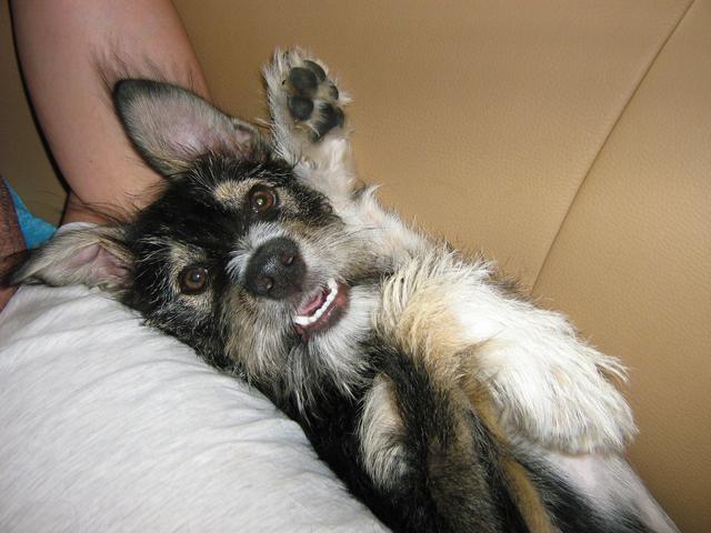 Das ist die 10 Jahre alte Hundedame "Sina" | Foto: Brigitte Lahner