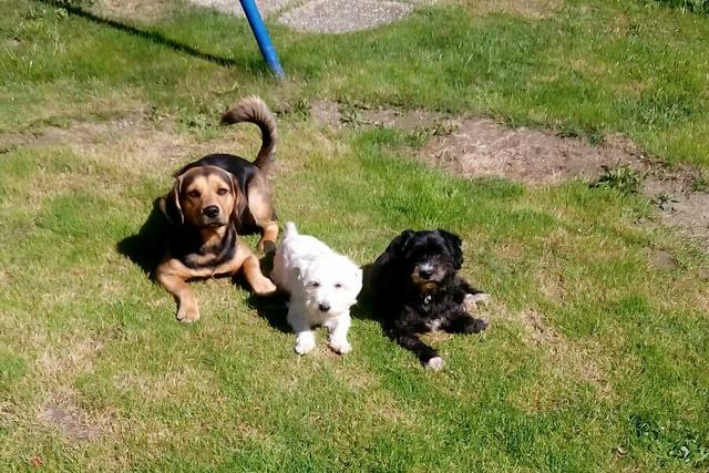 Maya, Luna &amp; Kira sind die drei größten Schätze ihres Frauchens | Foto: Karin Frass