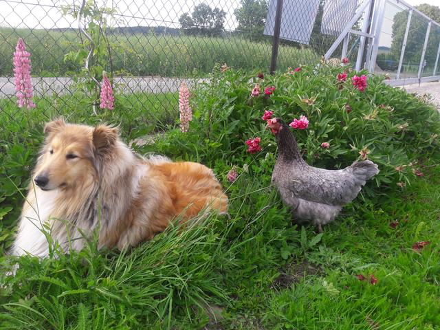Hundedame "Lassie" liebt ihren gefiederten Freund | Foto: Markus Schmid