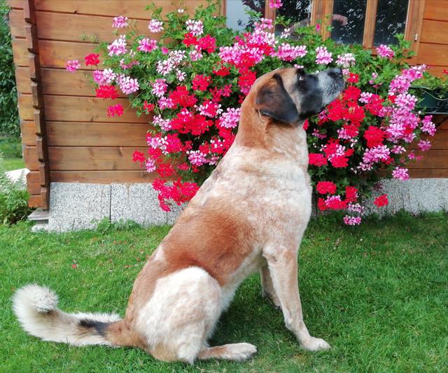 Diese brave Hundedame "Pixie" wurde ebenfalls aus dem Tierheim St. Pölten geholt | Foto: Karl Vogl