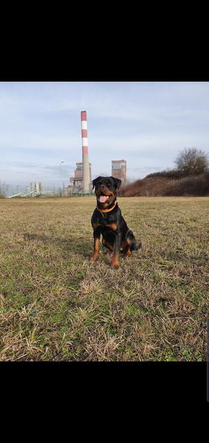 Hundedame "Leska" bei ihrem täglichen Spaziergang | Foto: Yvonne Greiner