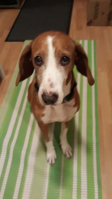 Dieser Hundeherr "Sir Henry" wurde 2018 aus einem Bosnischen Auffanglager gerettet | Foto: Sonja Walter