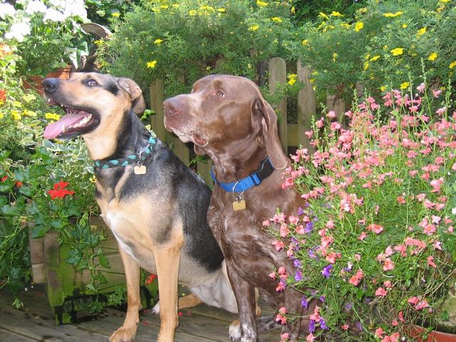 Die 2 "Henry &amp; Cessy" wurden aus dem Tierheim St. Pölten gerettet | Foto: Karl Vogl