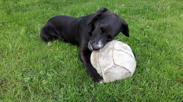 "Fußball-Liebe" | Foto: Anja Buchinger