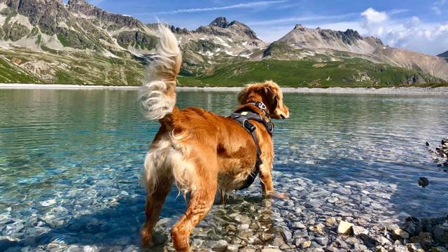 Coco bei ihrem letzten Urlaub in den Schweizer Bergen | Foto: Erna Humpelstetter