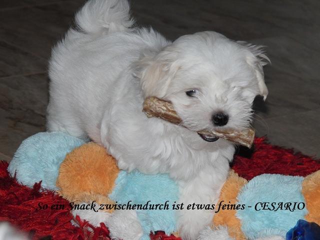 "So ein Snack zwischendruch ist etwas Feines" - der kleine "Cesario" mit Riesenhunger | Foto: Sabine Stift