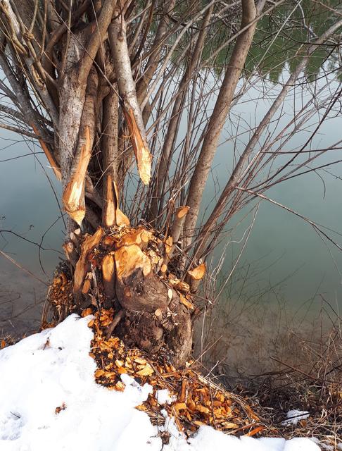 Ein von einem Biber gefällter Baum im Wasser bietet Unterstand und somit Schutz für viele Fische.
