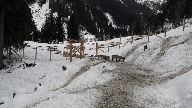 Der Blick von der Wildfütterung auf das Reduktionsgatter in Kaisers.