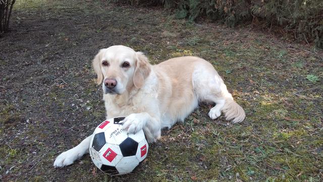 Hundedame Samy liebt ihre Bälle | Foto: Gabriele Zieserl