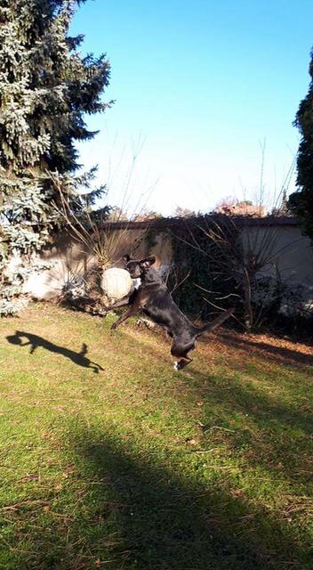 "Fliegender Hund"  | Foto: Anja Buchinger