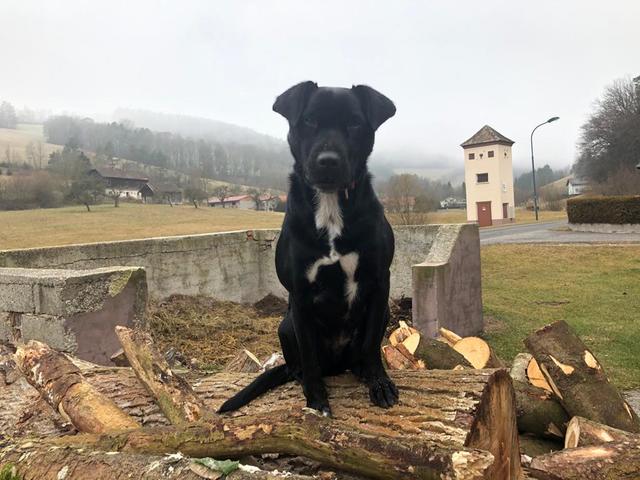 "Kira" ist die tägliche Begleiterin ihres Frauchens | Foto: Martina Wallner