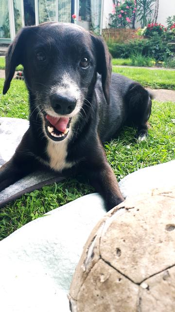 Der kleine "Simba" liebt seinen alten Fußball über alles | Foto: Anja Buchinger