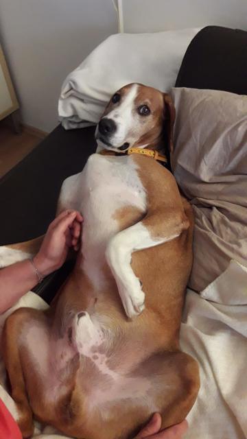 Sir Henry mag es besonders, sein Bäuchlein gekrault zu bekommen | Foto: Sonja Walter