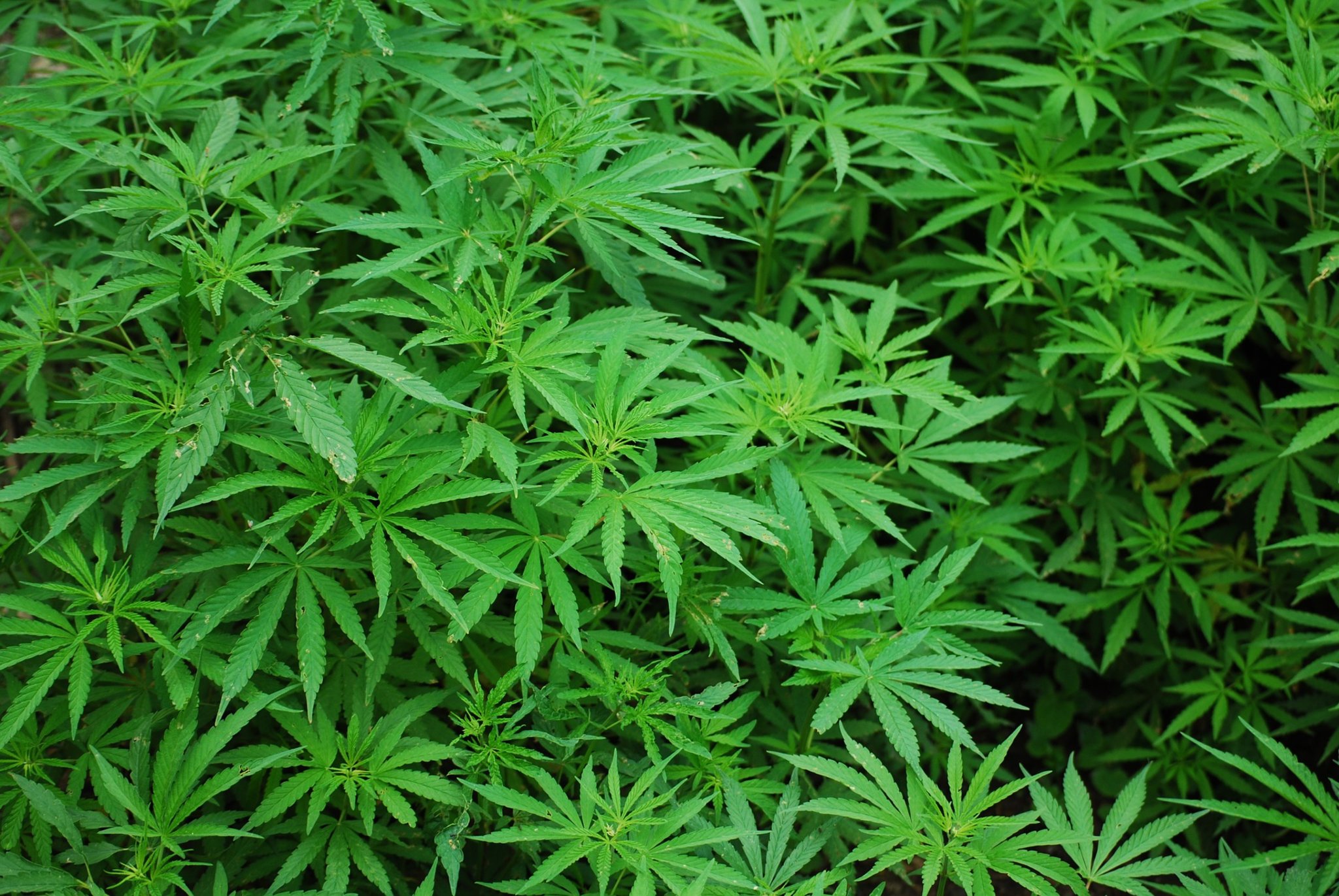 kann man uv lampen für cannabis verwenden kann man uv lampen für cannabis verwenden