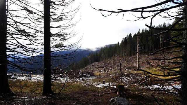 ... eine abgeholzte Waldfläche! Hier muss man darauf achten, dass man auf der anderen Seite ... | Foto: © S.Plischek