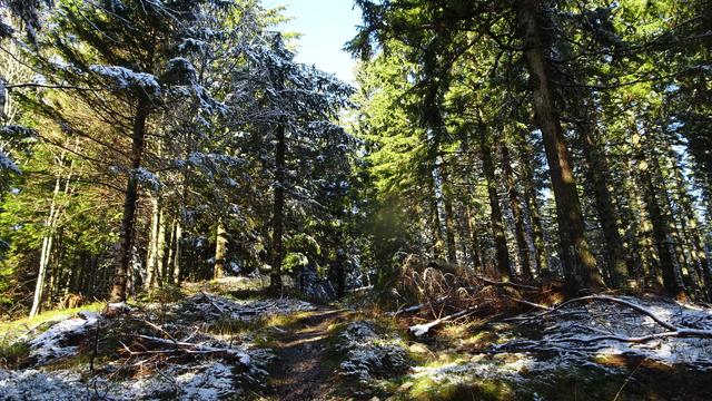 ... über einen steilen Aufstieg durch den Wald bis ... | Foto: © Silvia Plischek