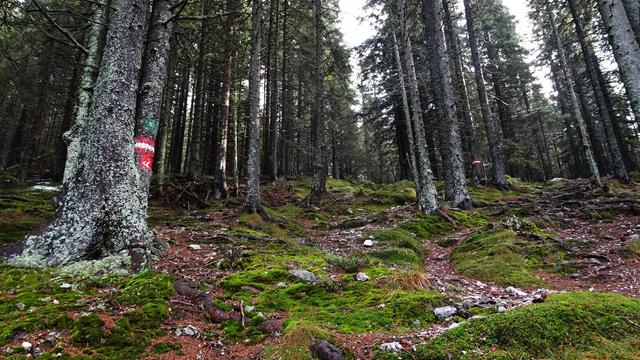 Bei der ersten Aufstiegsetappe sind wir von einem wunderbaren Nadelwald mit leuchtend sattgrünem, frischem Moos umgeben ...
 | Foto: © S.Plischek