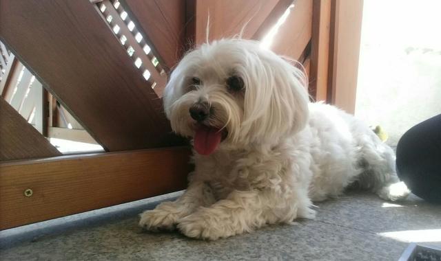 "Lilly" ruht sich im Schatten aus  | Foto: Sandra Woditschka