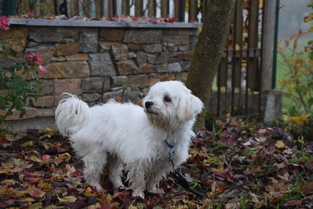 Der kleine "Ronny" ist das liebste Fotomotiv seines Frauchens | Foto: Anna Schwingenschlögl