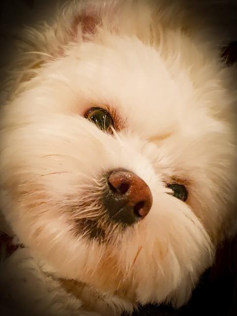 18 Monate junge Hundedame Selly | Foto: Paul Riesinger