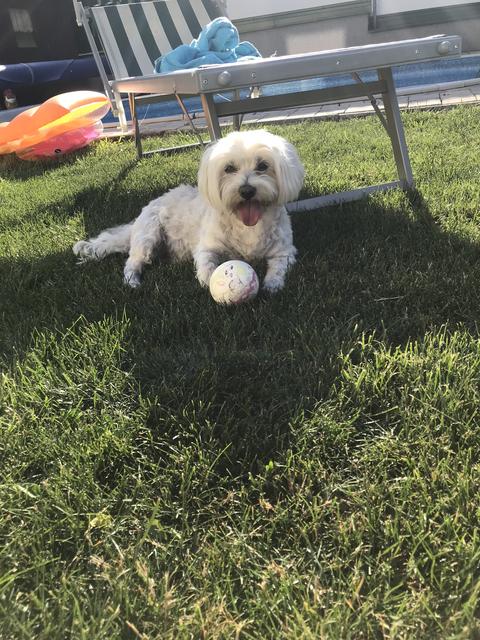 Malteserdame "Lilly" entspannt sich im Sommer am liebsten im Schatten | Foto: Sandra Woditschka
