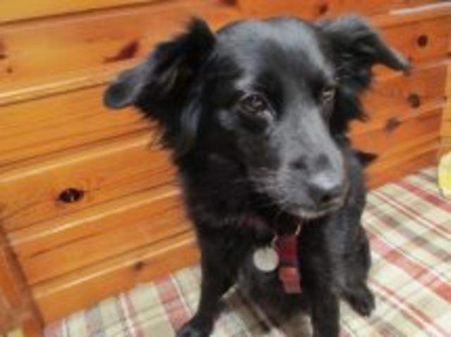 11 Jahre alte Hunde-Dame "Trixie" | Foto: Hertha Trenk