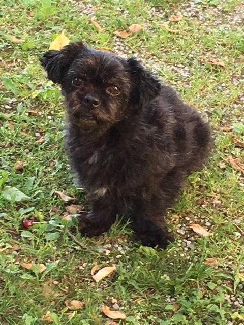 Chili ist der ganze Stolz seines Frauchens | Foto: Helga Riautschnig