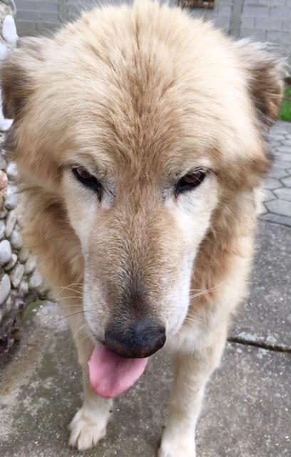 "Zunge zeigen tut man nicht" - das ist dem großen Samy egal :P | Foto: Uschi Polgar