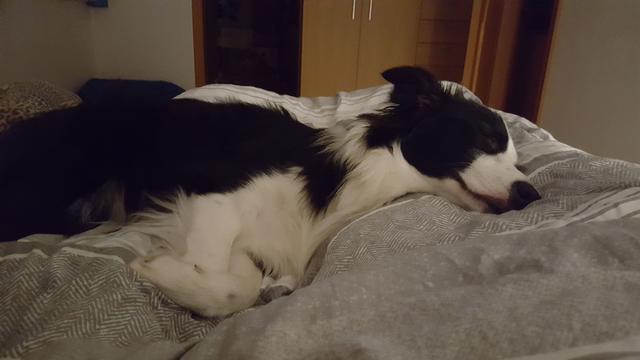 "Lucy" bei einem kleinen Schläfchen erwischt | Foto: Sonja Schmidl