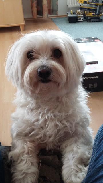 "Lilly" ganz brav | Foto: Sandra Woditschka