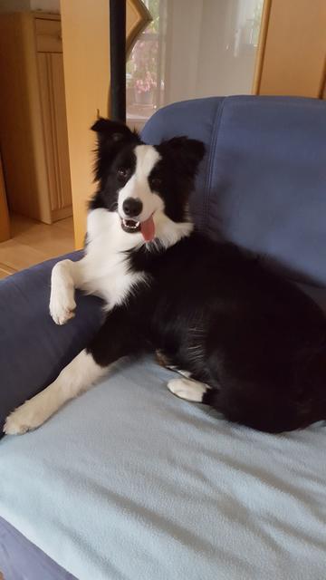 Australian Shepherd-Dame "Lucy" zeigt uns die Zunge | Foto: Sonja Schmidl