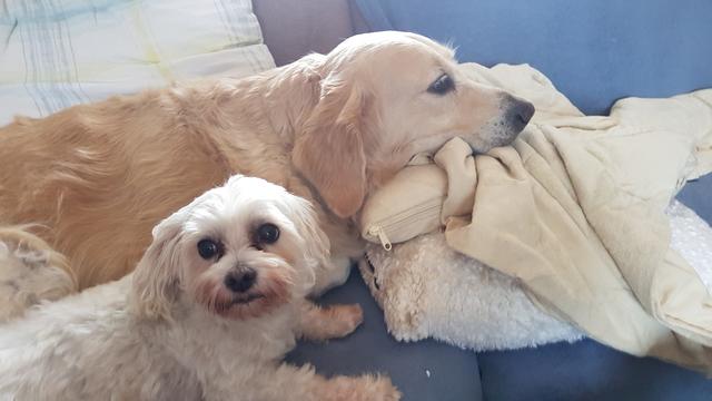 Hundedame "Cindy" und "Lennox" sind die besten Freunde | Foto: Klaudia Öhler