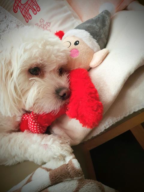 Selly's liebster Kuschelfreund | Foto: Paul Riesinger